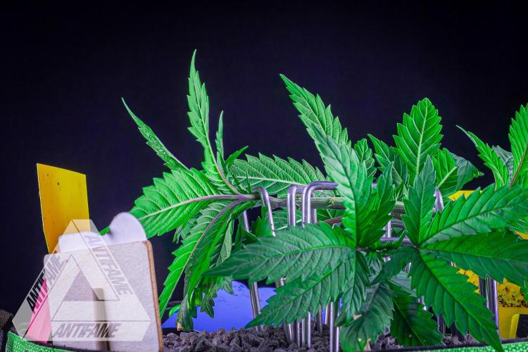 IZI SEEDS - Grandpa Zombie genetics femR. Week 5