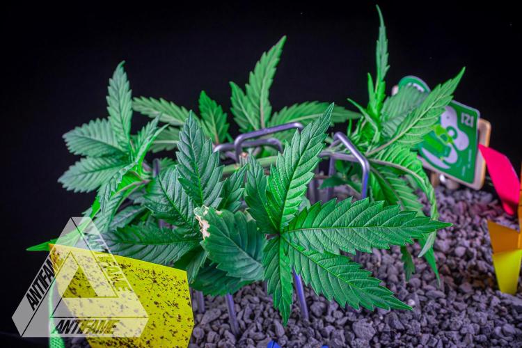 IZI SEEDS - Grandpa Zombie genetics femR. Week 5