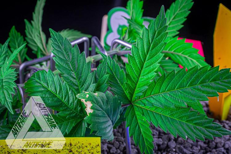 IZI SEEDS - Grandpa Zombie genetics femR. Week 5