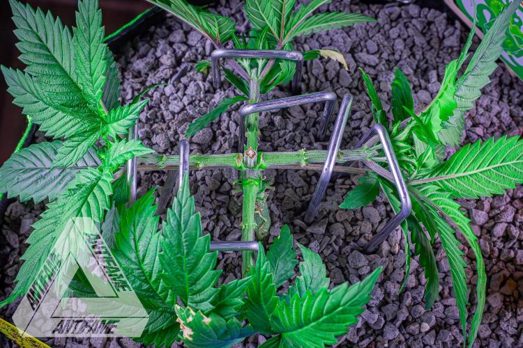 IZI SEEDS - Grandpa Zombie genetics femR. Week 5