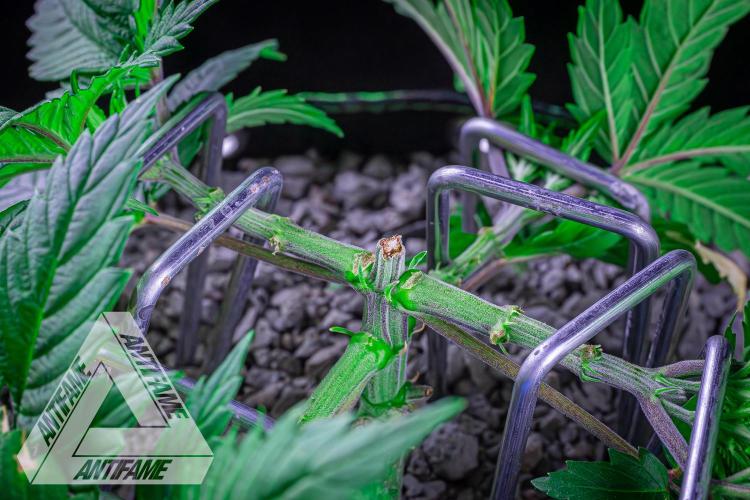 IZI SEEDS - Grandpa Zombie genetics femR. Week 5