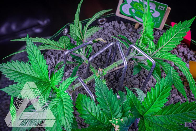 IZI SEEDS - Grandpa Zombie genetics femR. Week 5