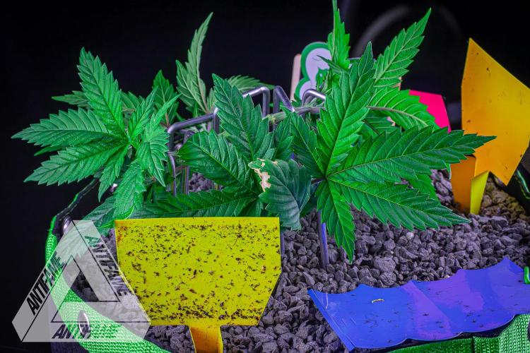 IZI SEEDS - Grandpa Zombie genetics femR. Week 5