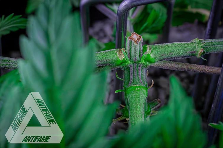 IZI SEEDS - Grandpa Zombie genetics femR. Week 5