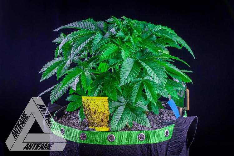 IZI SEEDS - Grandpa Zombie genetics femB. Week 5