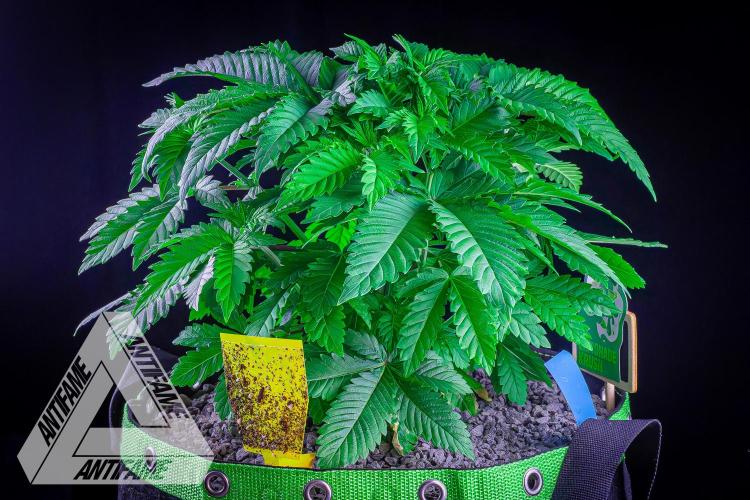 IZI SEEDS - Grandpa Zombie genetics femB. Week 5