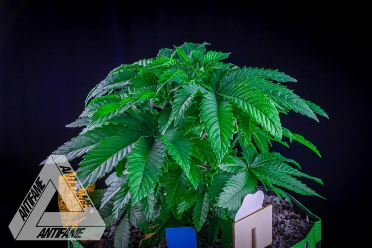 IZI SEEDS - Grandpa Zombie genetics femB. Week 5