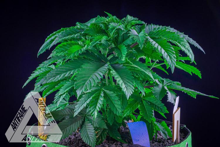 IZI SEEDS - Grandpa Zombie genetics femB. Week 5