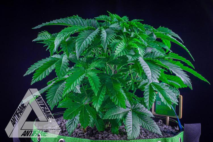 IZI SEEDS - Grandpa Zombie genetics femB. Week 5