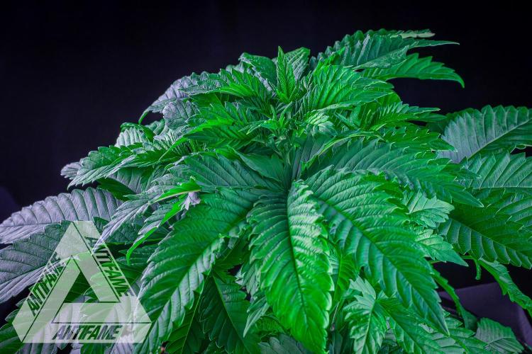 IZI SEEDS - Grandpa Zombie genetics femB. Week 5