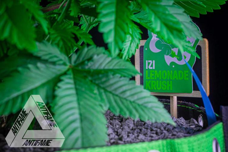 IZI SEEDS - Grandpa Zombie genetics femB. Week 5