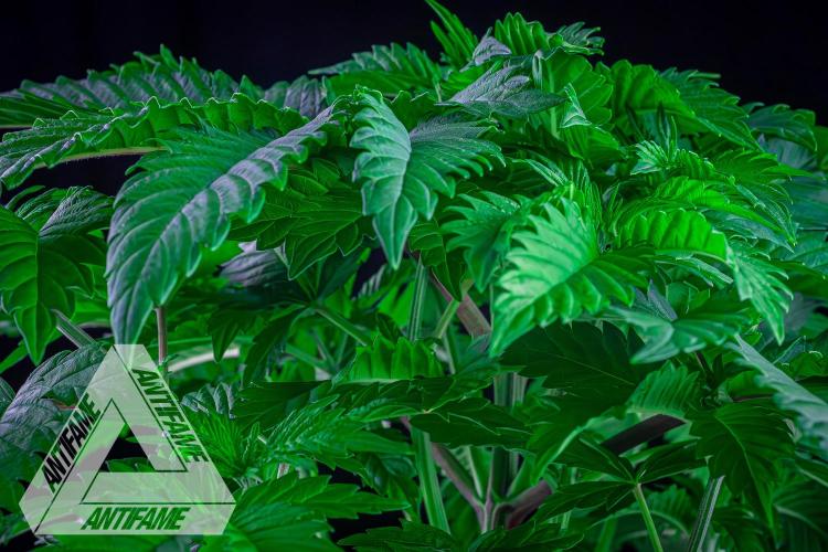 IZI SEEDS - Grandpa Zombie genetics femB. Week 5