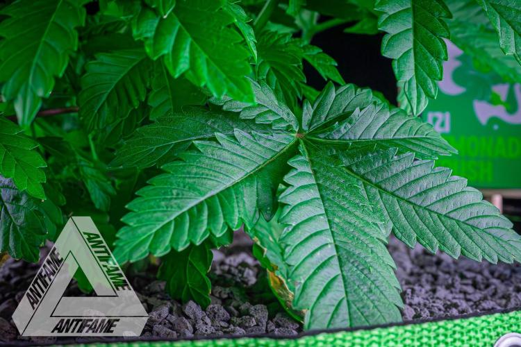 IZI SEEDS - Grandpa Zombie genetics femB. Week 5