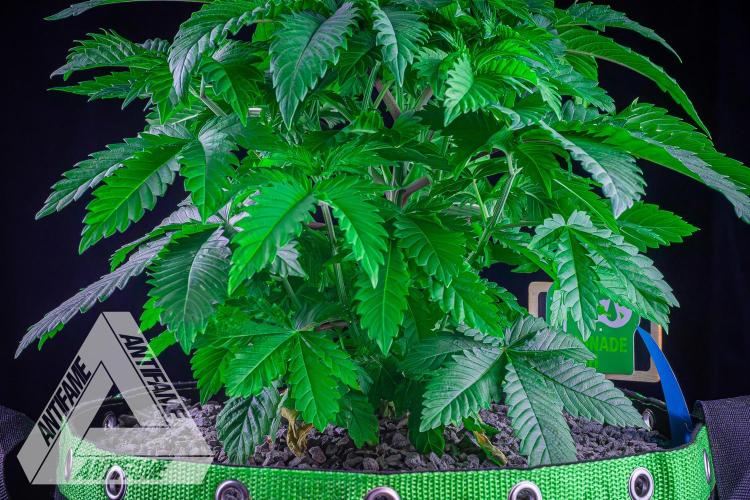 IZI SEEDS - Grandpa Zombie genetics femB. Week 5