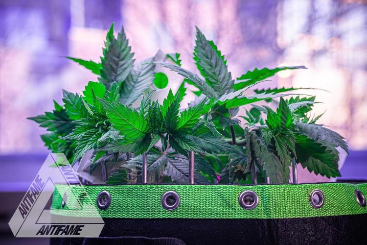 IZI SEEDS - Grandpa Zombie genetics femR. Week 6