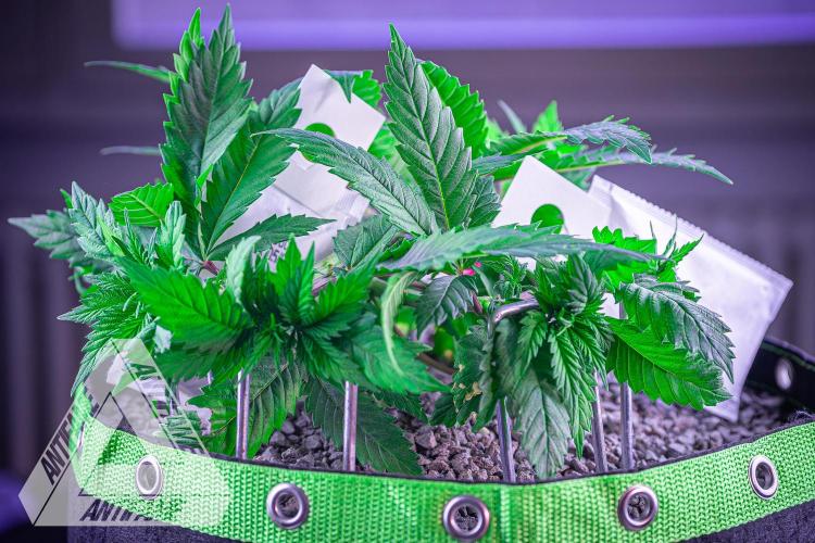 IZI SEEDS - Grandpa Zombie genetics femR. Week 6