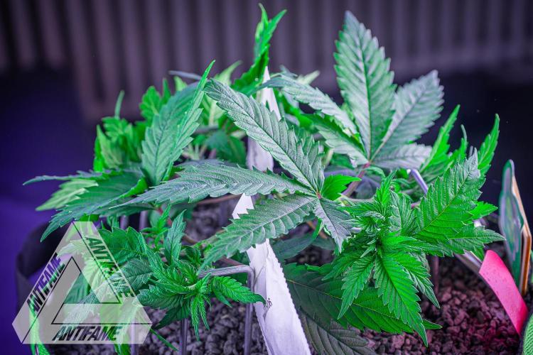 IZI SEEDS - Grandpa Zombie genetics femR. Week 6