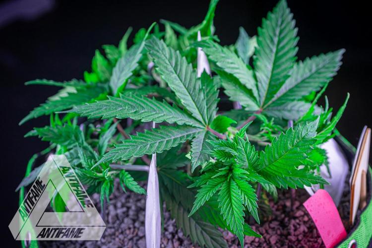 IZI SEEDS - Grandpa Zombie genetics femR. Week 6