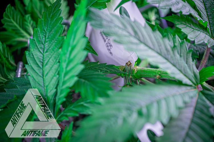 IZI SEEDS - Grandpa Zombie genetics femR. Week 6