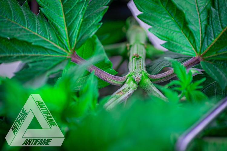 IZI SEEDS - Grandpa Zombie genetics femR. Week 6