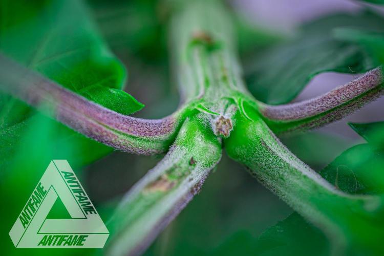 IZI SEEDS - Grandpa Zombie genetics femR. Week 6