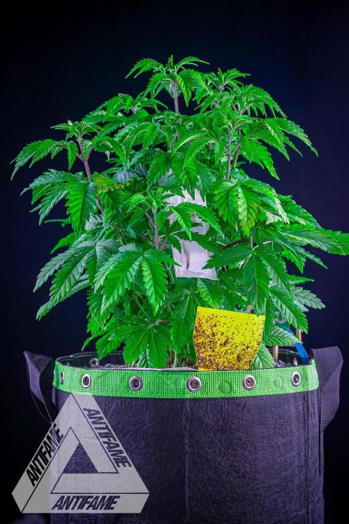 IZI SEEDS - Grandpa Zombie genetics femB. Week 6