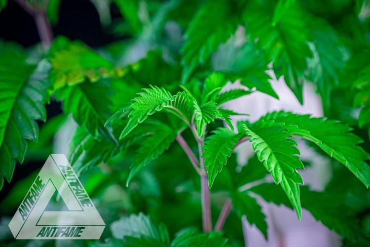 IZI SEEDS - Grandpa Zombie genetics femB. Week 6