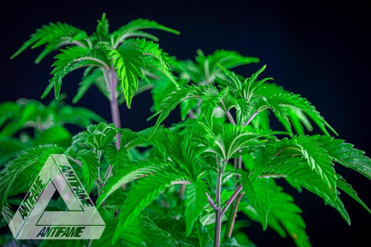 IZI SEEDS - Grandpa Zombie genetics femB. Week 6