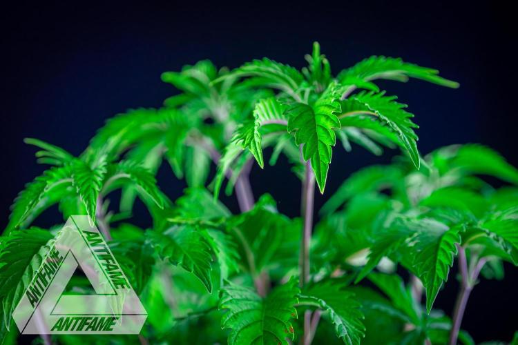 IZI SEEDS - Grandpa Zombie genetics femB. Week 6