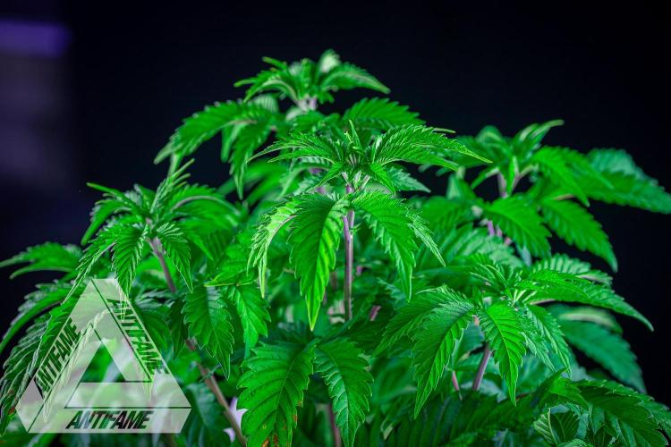 IZI SEEDS - Grandpa Zombie genetics femB. Week 6