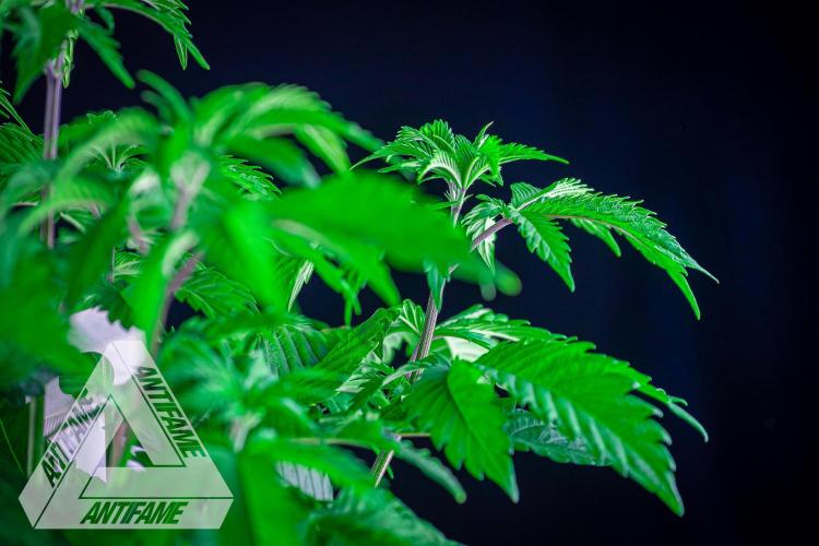 IZI SEEDS - Grandpa Zombie genetics femB. Week 6