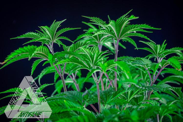 IZI SEEDS - Grandpa Zombie Genetics FemY. Week 6