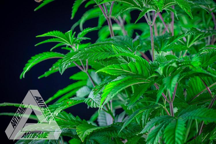 IZI SEEDS - Grandpa Zombie Genetics FemY. Week 6