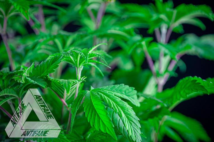 IZI SEEDS - Grandpa Zombie Genetics FemY. Week 6