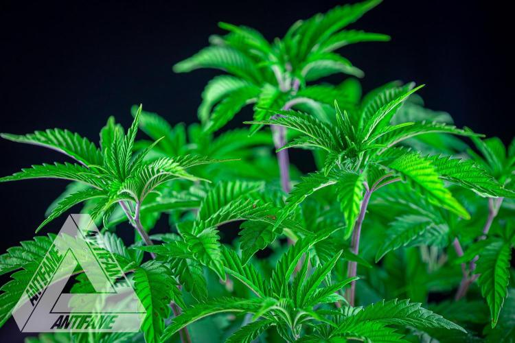 IZI SEEDS - Grandpa Zombie Genetics FemY. Week 6