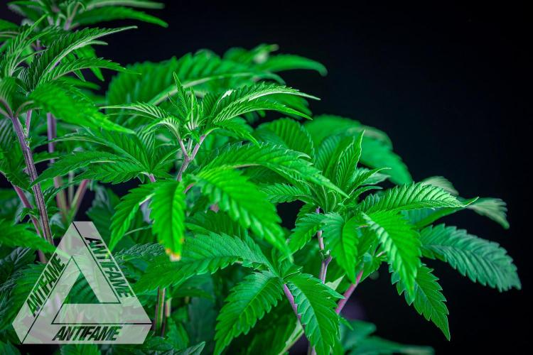 IZI SEEDS - Grandpa Zombie Genetics FemY. Week 6