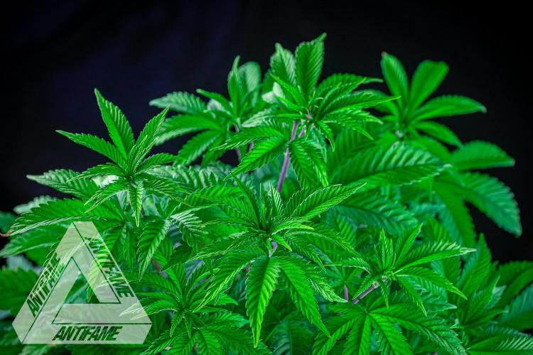 IZI SEEDS - Grandpa Zombie Genetics FemY. Week 6