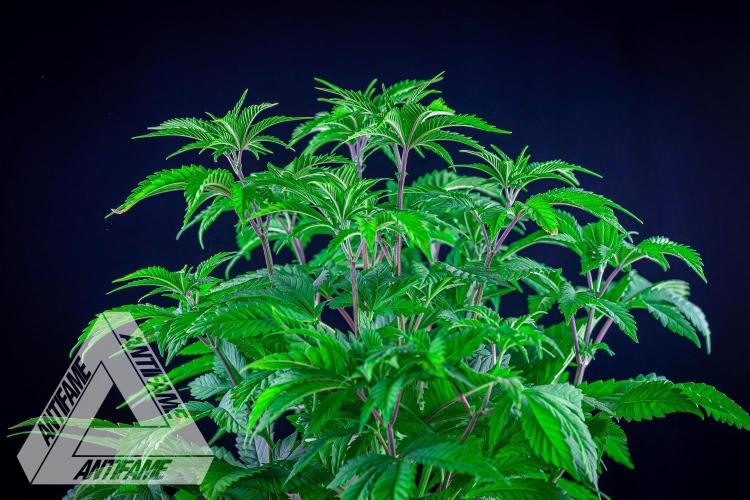 IZI SEEDS - Grandpa Zombie Genetics FemY. Week 6