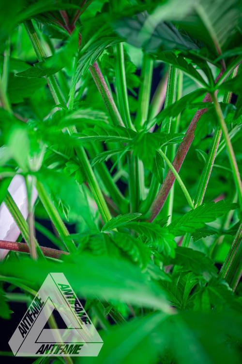 IZI SEEDS - Grandpa Zombie Genetics FemY. Week 6