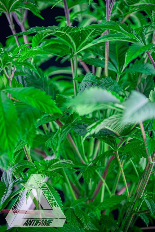 IZI SEEDS - Grandpa Zombie Genetics FemY. Week 6