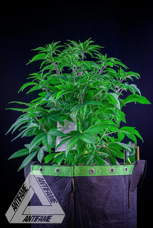 IZI SEEDS - Grandpa Zombie Genetics FemY. Week 6