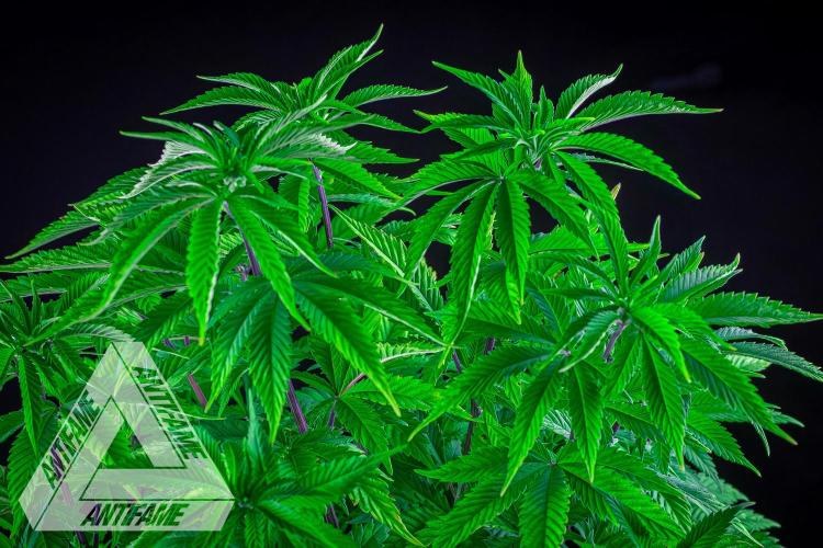 IZI SEEDS - Grandpa Zombie Genetics FemY. Week 7