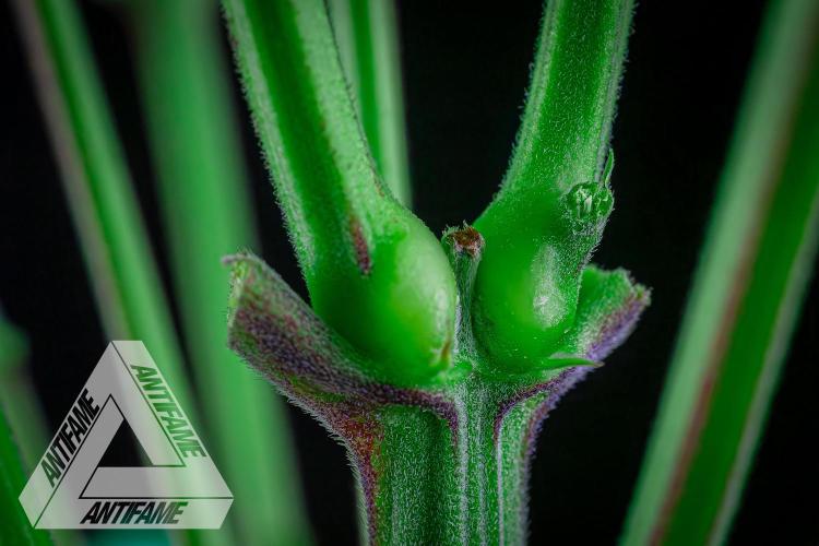 IZI SEEDS - Grandpa Zombie Genetics FemY. Week 7