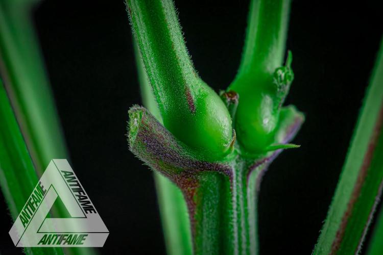 IZI SEEDS - Grandpa Zombie Genetics FemY. Week 7