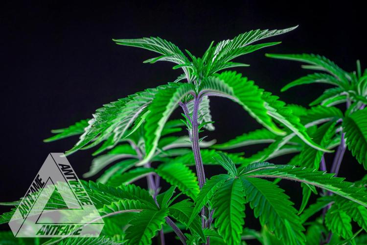 IZI SEEDS - Grandpa Zombie Genetics FemY. Week 7