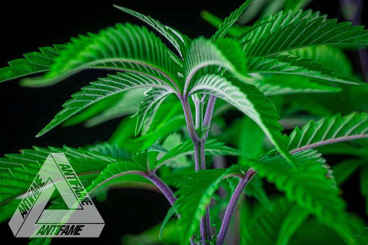 IZI SEEDS - Grandpa Zombie Genetics FemY. Week 7