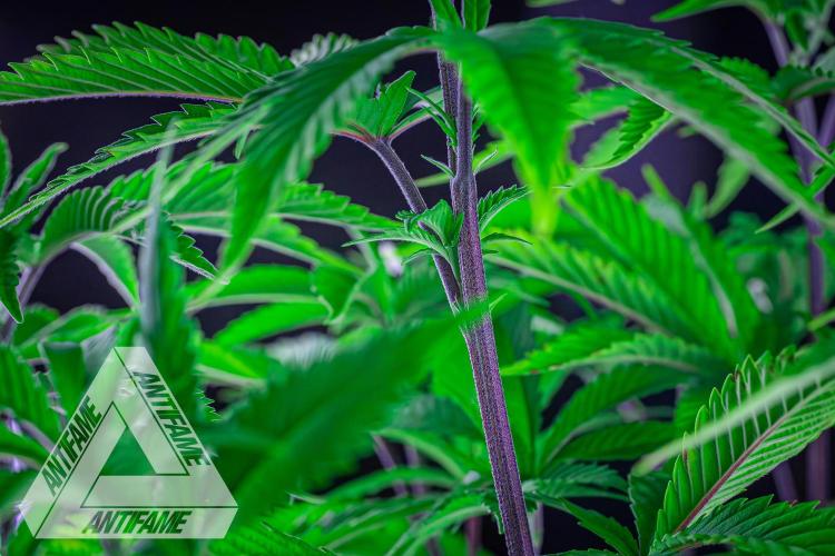 IZI SEEDS - Grandpa Zombie Genetics FemY. Week 7