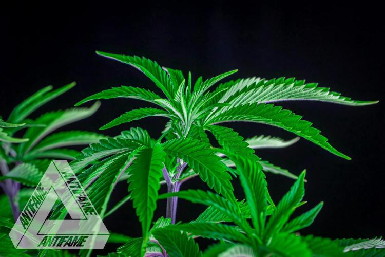 IZI SEEDS - Grandpa Zombie Genetics FemY. Week 7