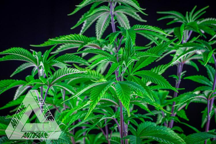 IZI SEEDS - Grandpa Zombie Genetics FemY. Week 7