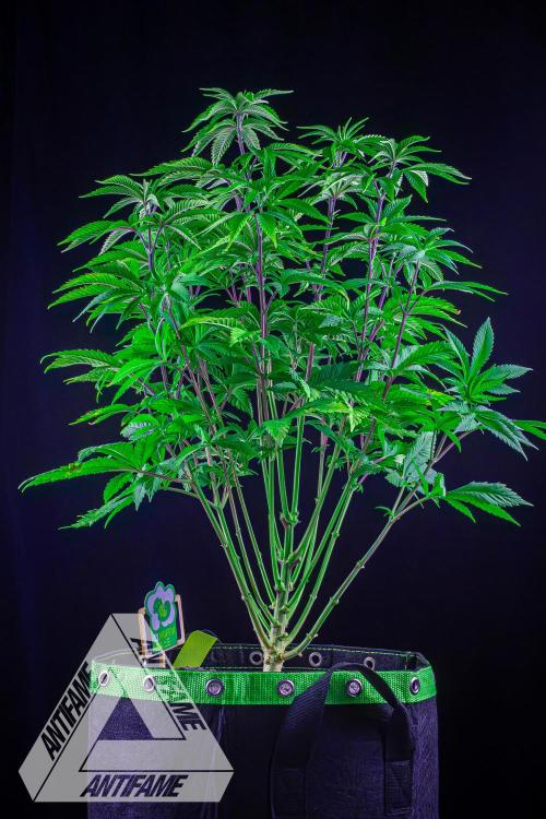 IZI SEEDS - Grandpa Zombie Genetics FemY. Week 7